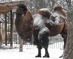Верблюды от холода не прячутся, а слониха любит валяться в снегу 