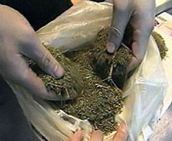 Пес Фагот отобрал у проводника поезда 13,5 кг марихуаны 