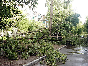На Харьков обрушился ураган: дерево рухнуло на машину прямо перед областной ГАИ, в области молнии подожгли два дома