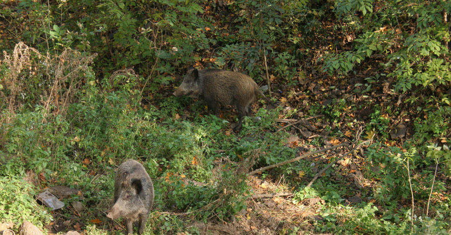 Животные со всей области «эмигрируют» в Гомольшанские леса