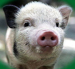 В Харьковской области из-за пожара погибли 215 свиней