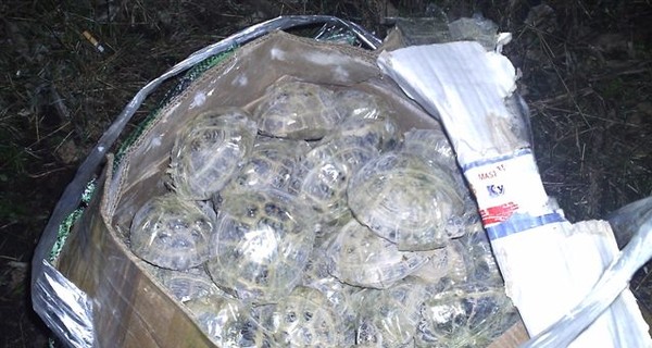 Задержали «черепахового» контрабандиста