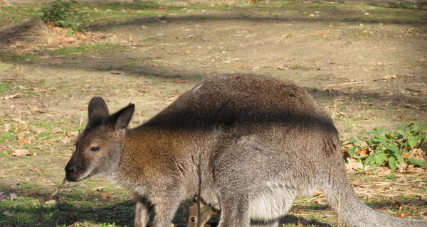В зоопарке родился кенгуренок величиной с «пятак»