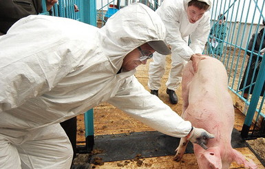 На борьбу с чумой свиней мобилизовали охотников и пограничников