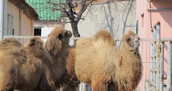 В Харьковском зоопарке прибавилось оленей, верблюдов и рыб