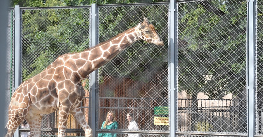 В зоопарк вернут жирафов