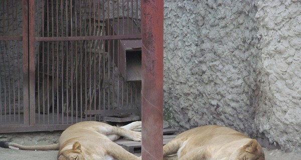 Жара в Харьковском зоопарке: Львам устраивают сиесту, а слон принимает песчаный душ