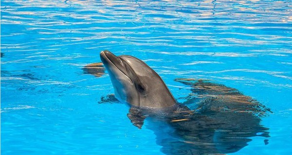 Дельфиненка предлагают назвать Евой или Крокозябликом 
