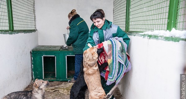Главные стройки Харькова в 2013-м: Органный зал, Дом жирафов и приют для бездомных собак