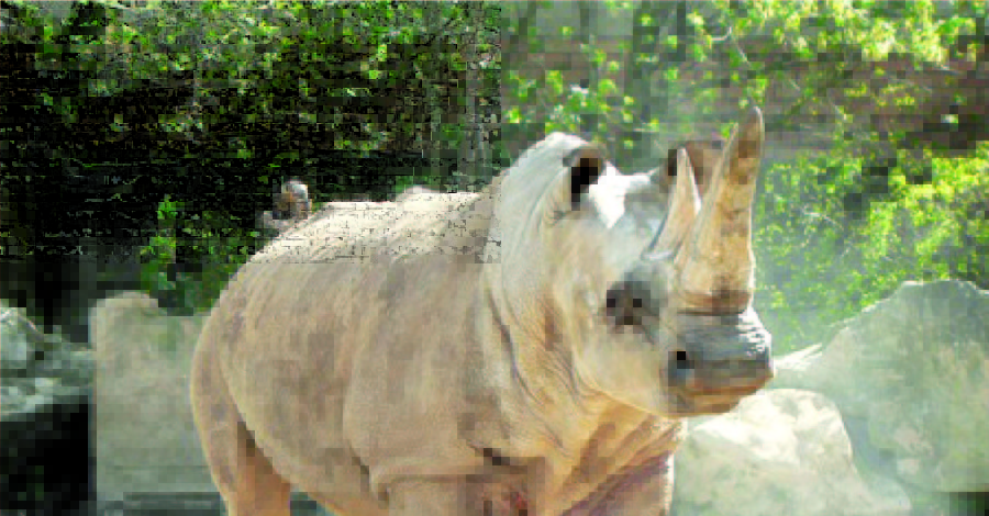 В зоопарк хотят привезти носорогов