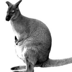 В зоопарке поселились кенгуру валлаби 