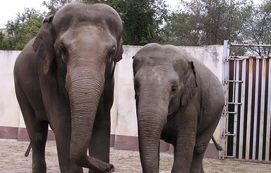 Харьковскую слониху Тенди перед родами посадили на диету