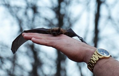 В Харькове выпустили более 500 летучих мышей, зимовавших в холодильнике