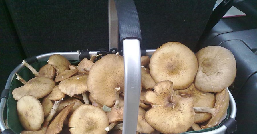 Топ-7 грибов Харьковской области