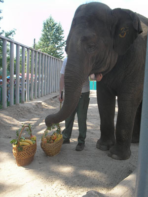 Слониху Тенди поздравил бегемот 