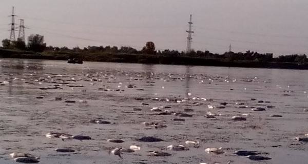 В озере под Харьковом погибло 10 тонн рыбы