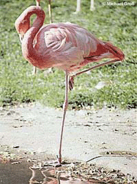 В зоопарке появятся фламинго 