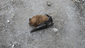 Летучих мышей спасали всем городом 