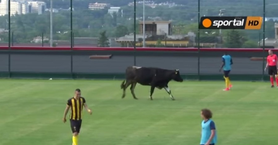 В Болгарии на футбольное поле посреди матча выбежали корова и собака