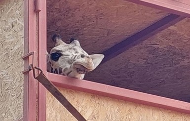 В харьковском зоопарке впервые за 20 лет появился жираф