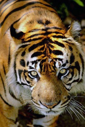 Полтонны мяса в месяц съедают харьковские тигры 