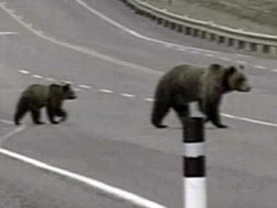 В России по улицам ходят медведи 