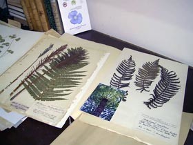 На коллекцию растений ХНУ покушались даже немцы в войну 