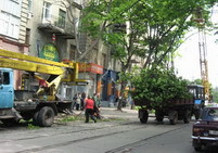 На Пушкинской пилят деревья 
