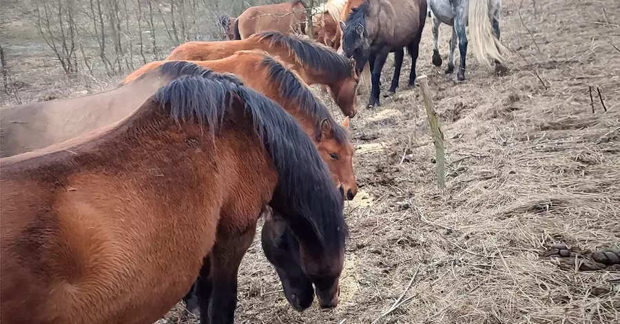 На цих конях українці в'їхали в історію – як ентузіасти відроджують породу поліських коней